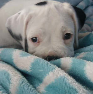 Meet your Posher, Montana